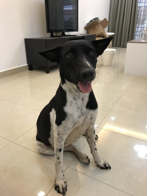 Milky For Adoption - Mixed Breed Dog