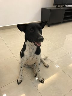 Milky For Adoption - Mixed Breed Dog