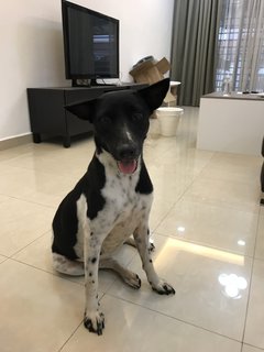 Milky For Adoption - Mixed Breed Dog