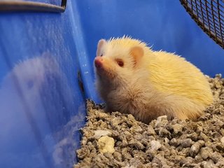 Lazing on bedding 