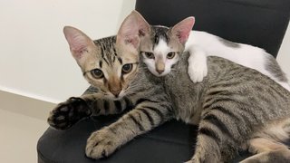 Honey &amp; Darling - Domestic Short Hair + Domestic Medium Hair Cat