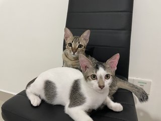 Honey &amp; Darling - Domestic Short Hair + Domestic Medium Hair Cat