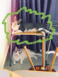 Yes - Domestic Short Hair + Domestic Medium Hair Cat