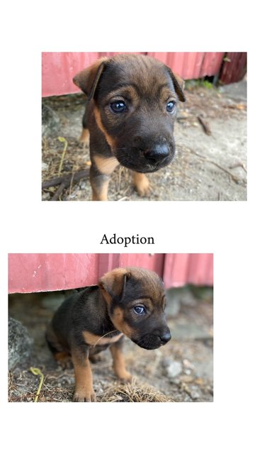 For Adoption - Mixed Breed Dog