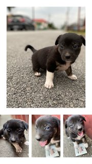 For Adoption - Mixed Breed Dog