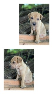 For Adoption - Mixed Breed Dog