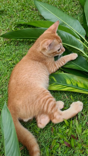 Audi - Domestic Short Hair + Domestic Medium Hair Cat