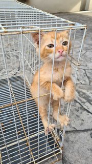 Using his cuteness to get out of the cage. This was before he was given a bath