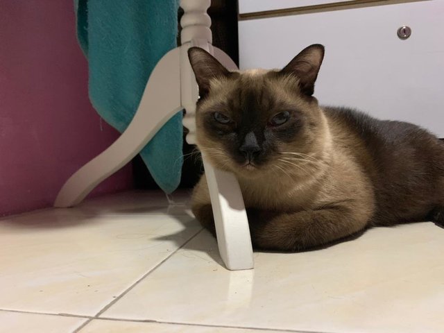 Mr. Loco - Siamese + Domestic Short Hair Cat