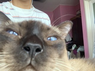 Mr. Loco - Siamese + Domestic Short Hair Cat