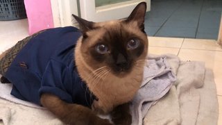 Mr. Loco - Siamese + Domestic Short Hair Cat