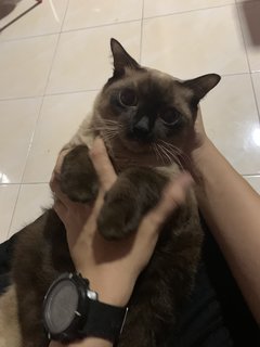 Mr. Loco - Siamese + Domestic Short Hair Cat