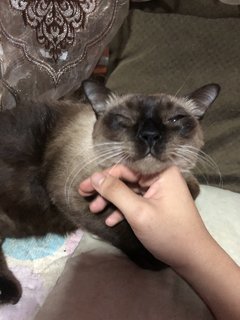 Mr. Loco - Siamese + Domestic Short Hair Cat