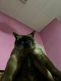 Mr. Loco - Siamese + Domestic Short Hair Cat