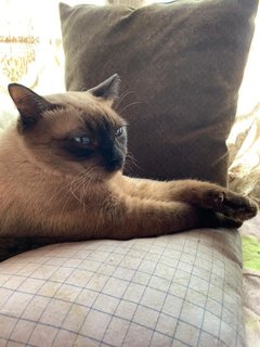 Mr. Loco - Siamese + Domestic Short Hair Cat