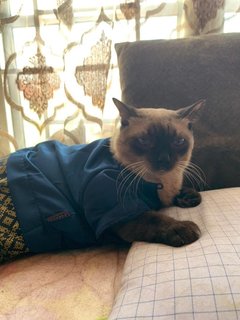 Mr. Loco - Siamese + Domestic Short Hair Cat