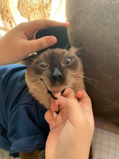 Mr. Loco - Siamese + Domestic Short Hair Cat