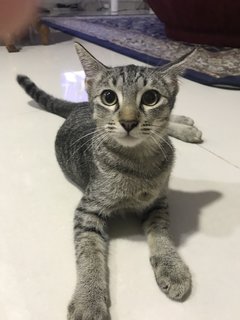 Lm - Domestic Short Hair Cat