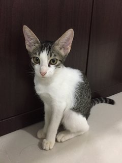 Luna - Domestic Short Hair Cat