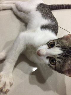 Luna - Domestic Short Hair Cat