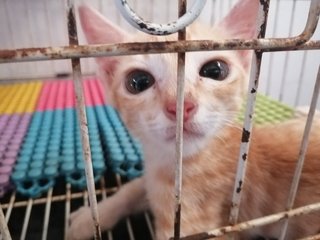 Whitey And Ginger  - Domestic Short Hair Cat