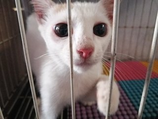 Whitey And Ginger  - Domestic Short Hair Cat