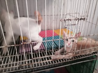 Whitey And Ginger  - Domestic Short Hair Cat