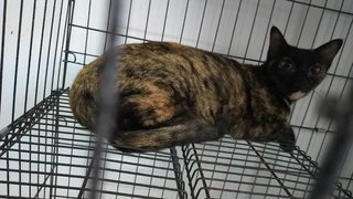 Ninie - Tortoiseshell + Domestic Short Hair Cat