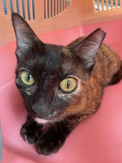 Ninie - Tortoiseshell + Domestic Short Hair Cat