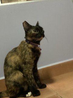 Ninie - Tortoiseshell + Domestic Short Hair Cat