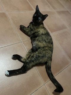 Ninie - Tortoiseshell + Domestic Short Hair Cat