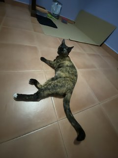 Ninie - Tortoiseshell + Domestic Short Hair Cat