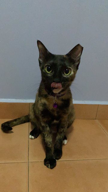 Ninie - Tortoiseshell + Domestic Short Hair Cat