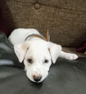 Snow - Mixed Breed Dog