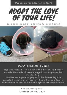 Jojo Aka Mojo Jojo - Mixed Breed Dog