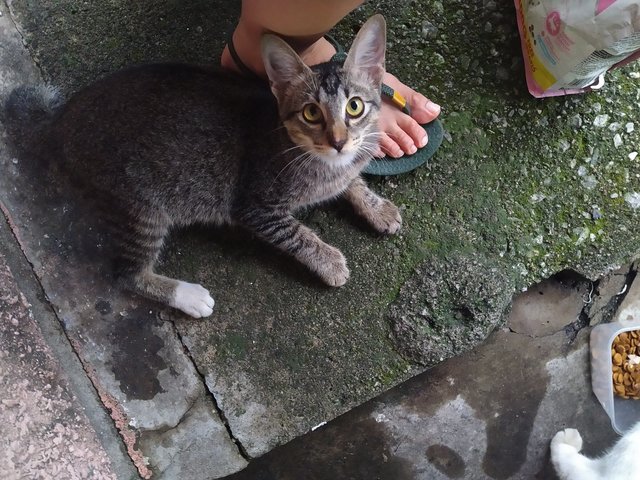 Keira - Domestic Short Hair Cat