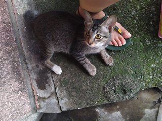 Keira - Domestic Short Hair Cat
