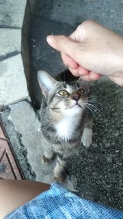 Keira - Domestic Short Hair Cat