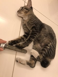 Keira - Domestic Short Hair Cat