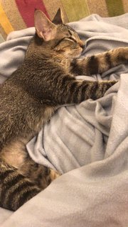 Keira - Domestic Short Hair Cat