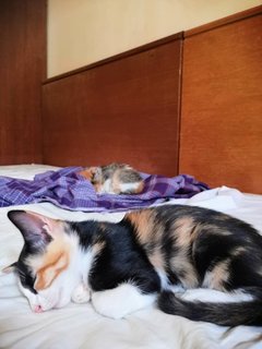 Denver  - Domestic Short Hair + Calico Cat