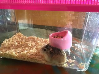 Sally - Roborovsky's Hamster Hamster