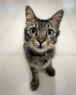 Rocco - American Shorthair + Domestic Medium Hair Cat