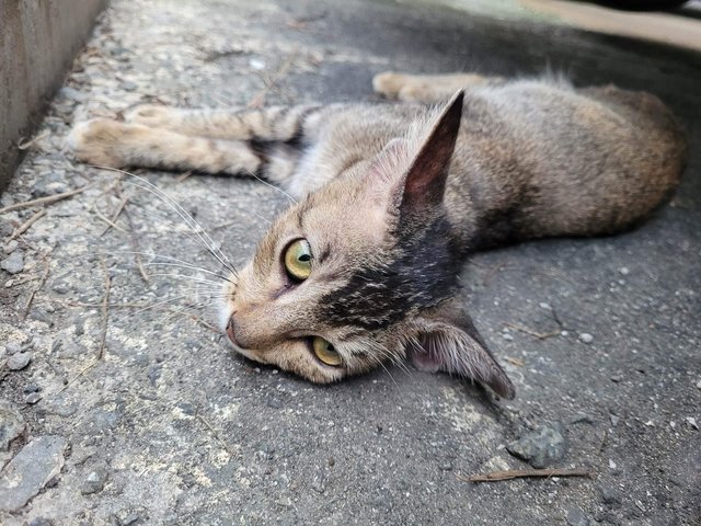 Flower - Domestic Short Hair Cat