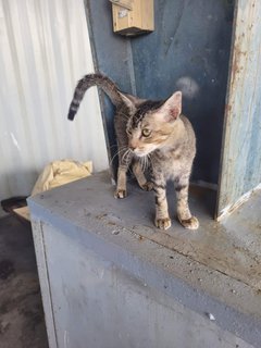 Flower - Domestic Short Hair Cat