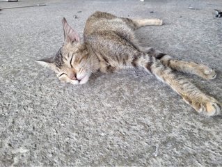 Flower - Domestic Short Hair Cat