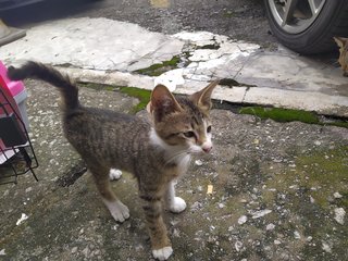 Croissant - Domestic Short Hair Cat