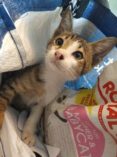 Croissant - Domestic Short Hair Cat