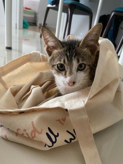 Croissant - Domestic Short Hair Cat