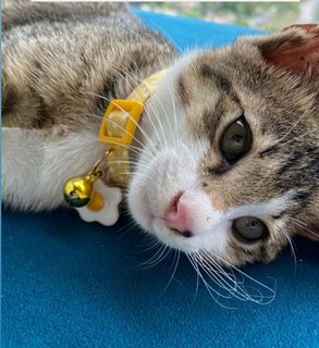 Croissant - Domestic Short Hair Cat